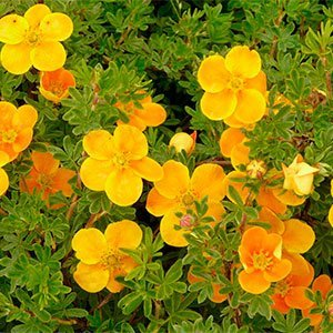 Лапчатка кустарниковая "Tangerine"