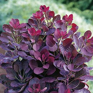 Скумпия "Foliis Purpureis"