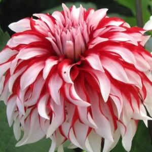 Георгина "Dolly H"
