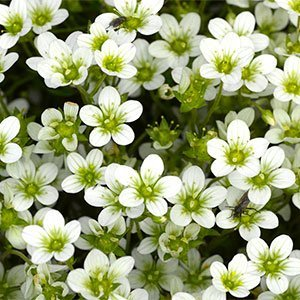 Камнеломка арендса "Highlander White"