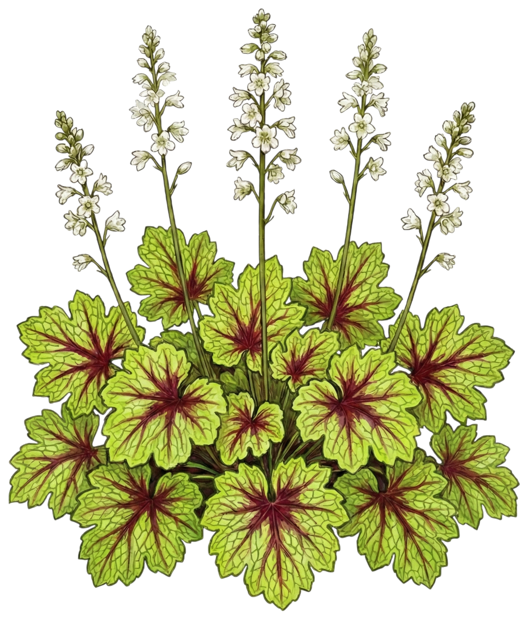 Гейхерелла 