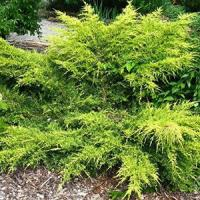 Можжевельник китайский "Gold Fern"