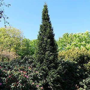 Пихта белая "Pyramidalis"