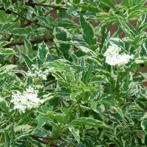 Бузина черная "Variegata"