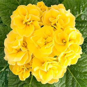 Примула "Hethor Petticoat Yellow"