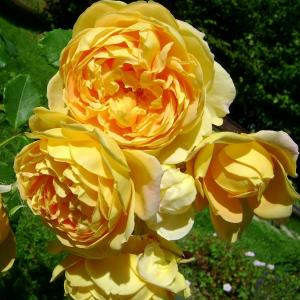 Роза "Golden Celebration"