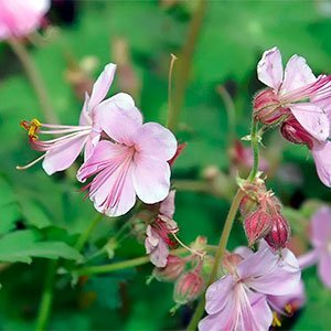 Герань крупнокорневищная "Ingwersen’s Variety"
