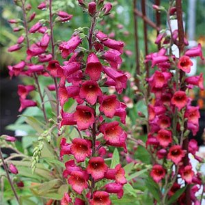 Наперстянка крупноцветковая "Illumination Raspberry"