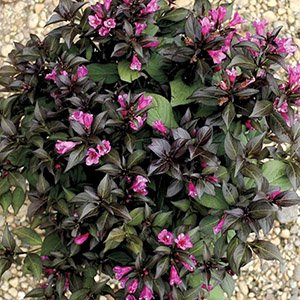 Вейгела "Minor Black"