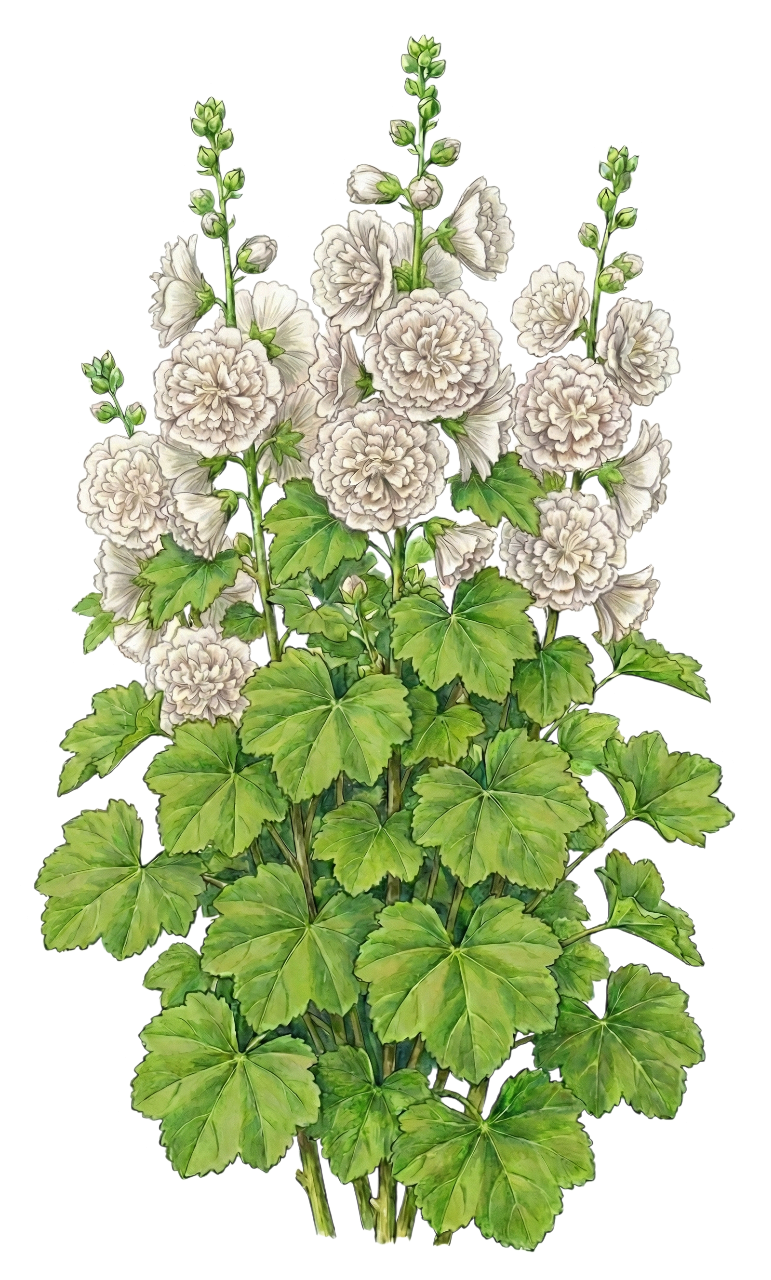 Мальва розовая 
