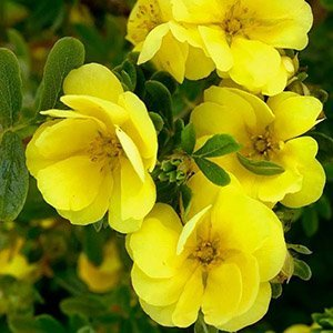 Лапчатка кустарниковая "Double Punch Gold"