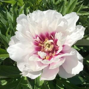 Пион ИТО "Cora Louise"