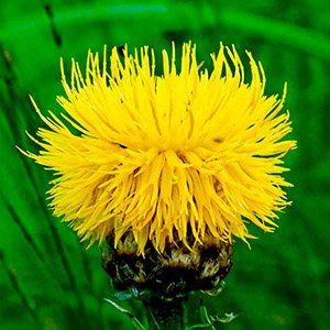 Василек крупноголовый "Deep Yellow"