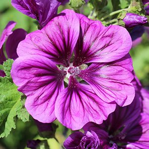 Мальва розовая "Chaters Double Purple"