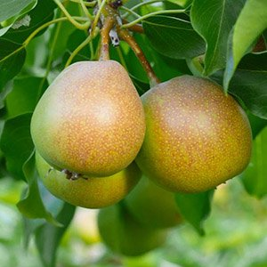 Груша "Бергамот"