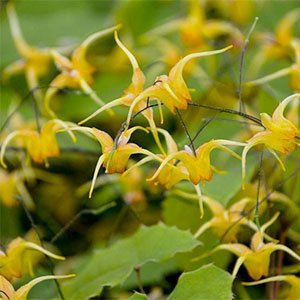 Горянка крупноцветковая "Amber Queen"