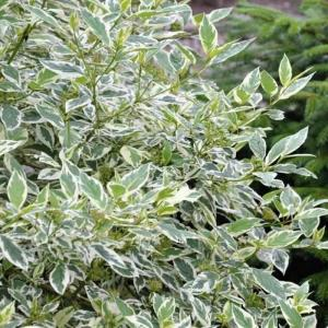 Дерен белый "Sibirica Variegata"