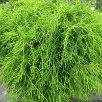 Кипарисовик горохоплодный "Filifera Gracilis"