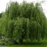 Ива белая "Pendula"