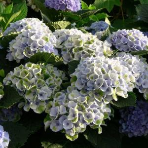 Гортензия крупнолистная "Magical Revolution Blue"