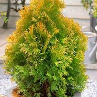 Туя западная "Golden Anne"