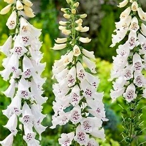 Наперстянка пурпурная "Dalmatian White"