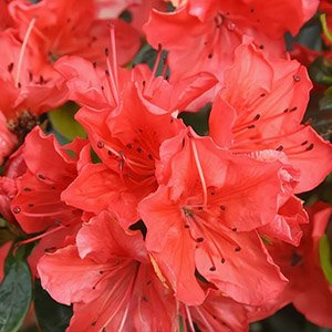 Азалия японская "Geisha Orange"