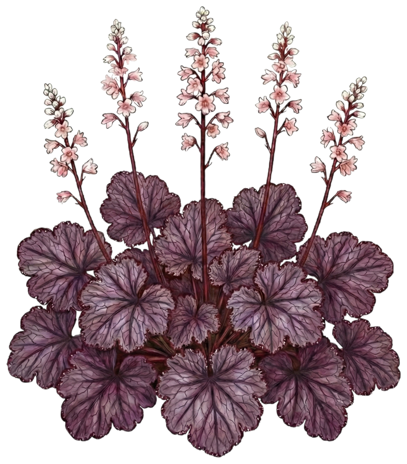 Гейхера 
