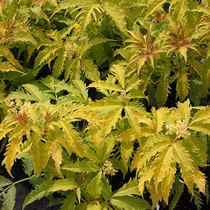 Бузина красная "Plumosa Aurea"