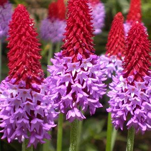 Примула Виаля (Виали) "Red Hot Poker"