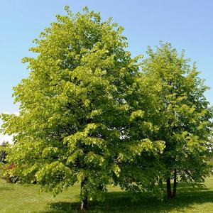 Липа мелколистная (сердцелистная)