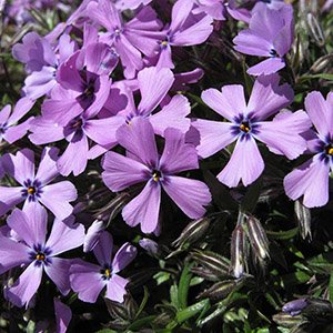 Флокс шиловидный "Early Spring Lavender"
