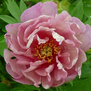 Пион ИТО "Pink Double Dandy"