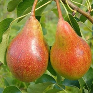 Груша "Бергамот Красный"