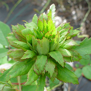 Роза "Viridiflora"