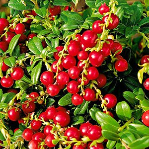 Брусника "Red Berry"