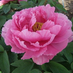 Пион древовидный "Pink Water-lily"