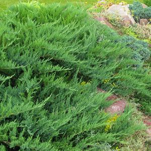 Можжевельник казацкий "Tamariscifolia"