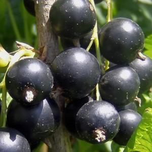 Смородина черная "Агата"