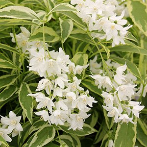 Дейция изящная "Variegata"