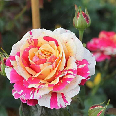 Роза "Vanille Fraise"