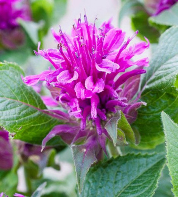 Монарда "Purple Lace"