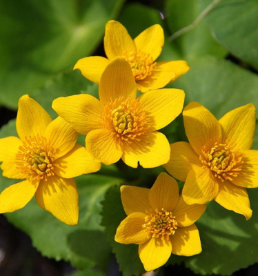 Калужница болотная "Bright Yellow"