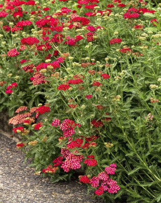Тысячелистник обыкновенный "Flowerburst Red Shades"